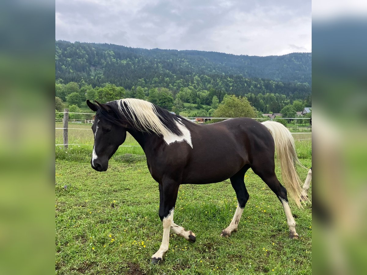 Arabisch Partbred Mix Merrie 8 Jaar 155 cm Gevlekt-paard in Kerschdorf 67