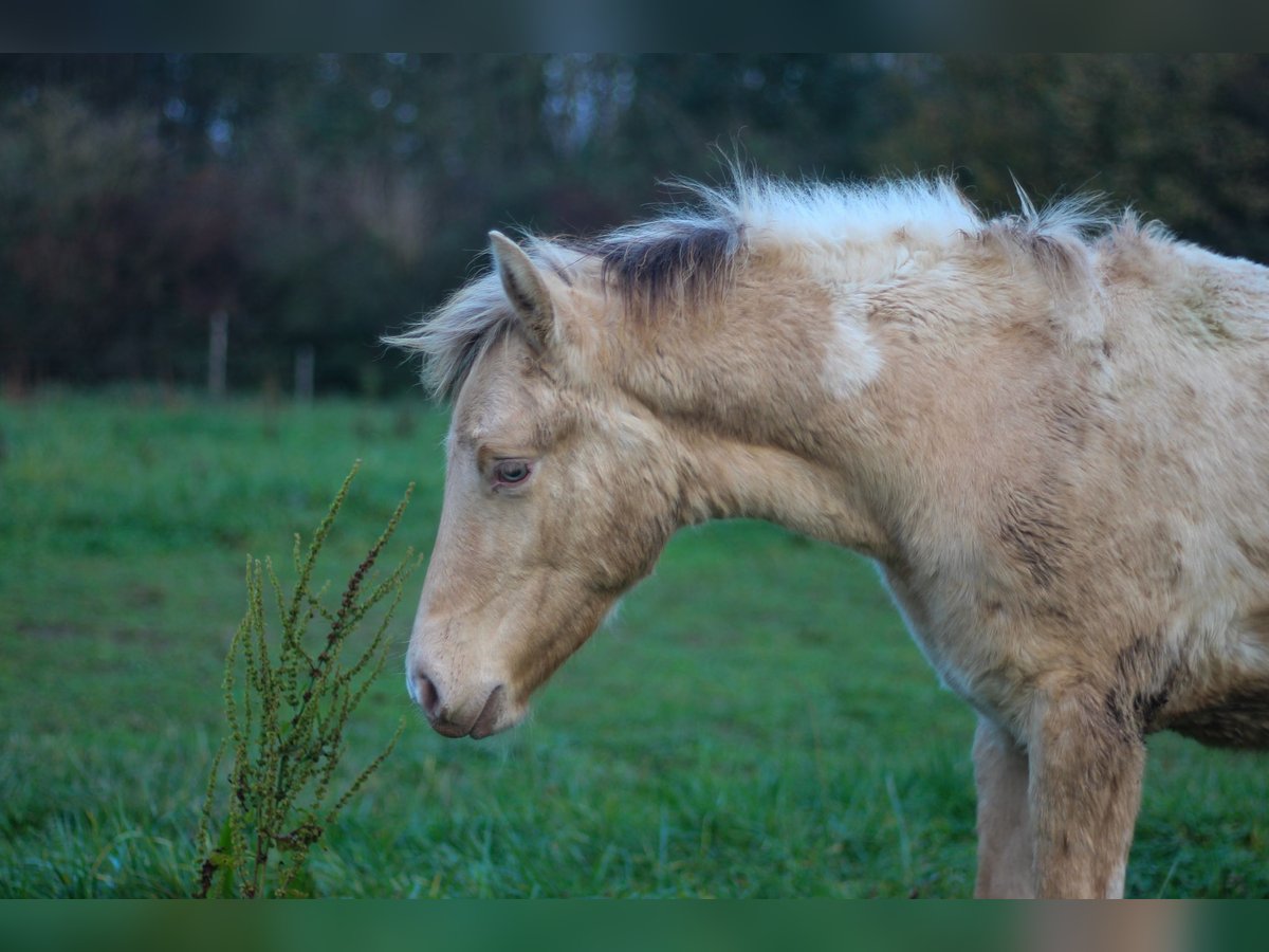 Arabisch Partbred Merrie veulen (06/2024) 148 cm Champagne in Erichem