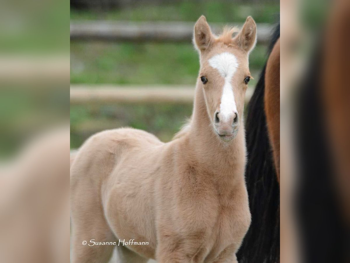 Arabisch Partbred Merrie veulen (02/2024) 153 cm Palomino in Mörsdorf