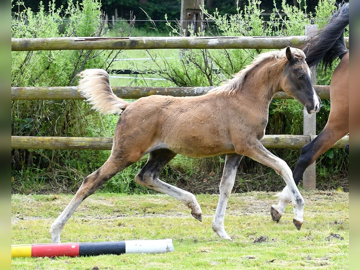 Arabisch Partbred Merrie veulen (03/2024) 155 cm Zwart in Mörsdorf