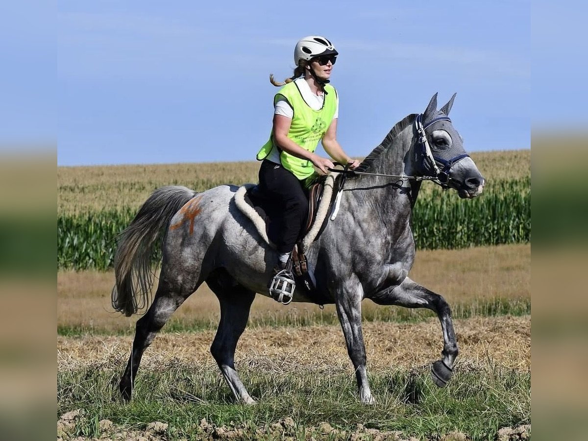 Arabisch Partbred Ruin 11 Jaar 156 cm Appelschimmel in Kirchroth