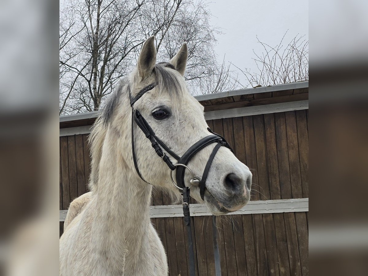 Arabisch Partbred Mix Ruin 13 Jaar 154 cm Schimmel in M&#xFC;lheim an der Ruhr