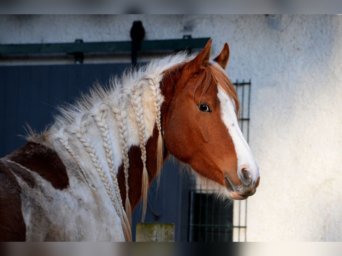 Arabisch Partbred Ruin 5 Jaar 153 cm Gevlekt-paard in Nieheim