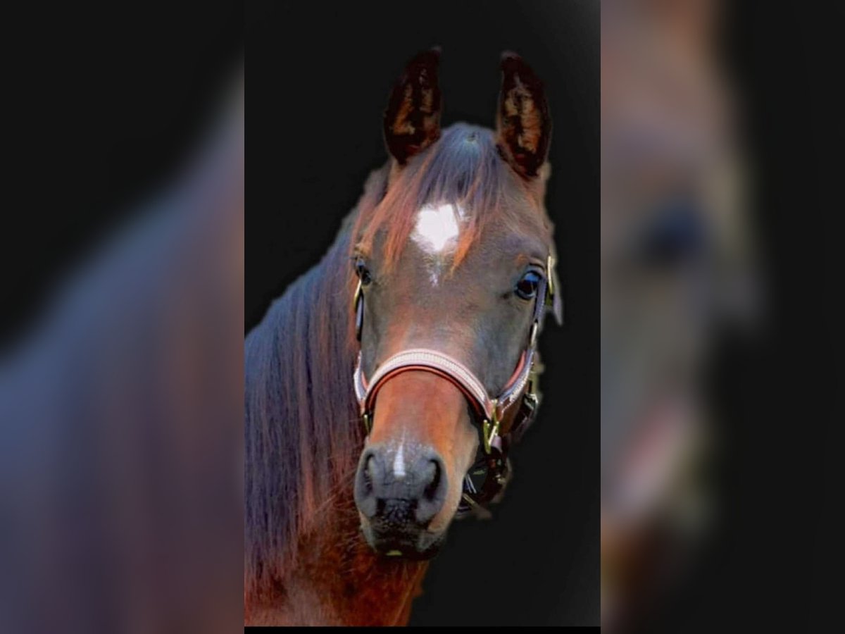 Arabisch Partbred Ruin 8 Jaar 160 cm Bruin in Gallzein