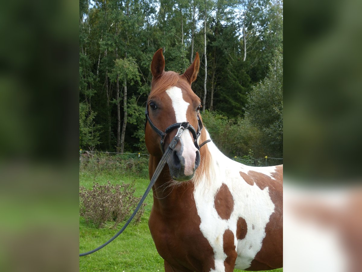 Arabisches Partbred Hengst 11 Jahre 154 cm Schecke in Rot an der Rot