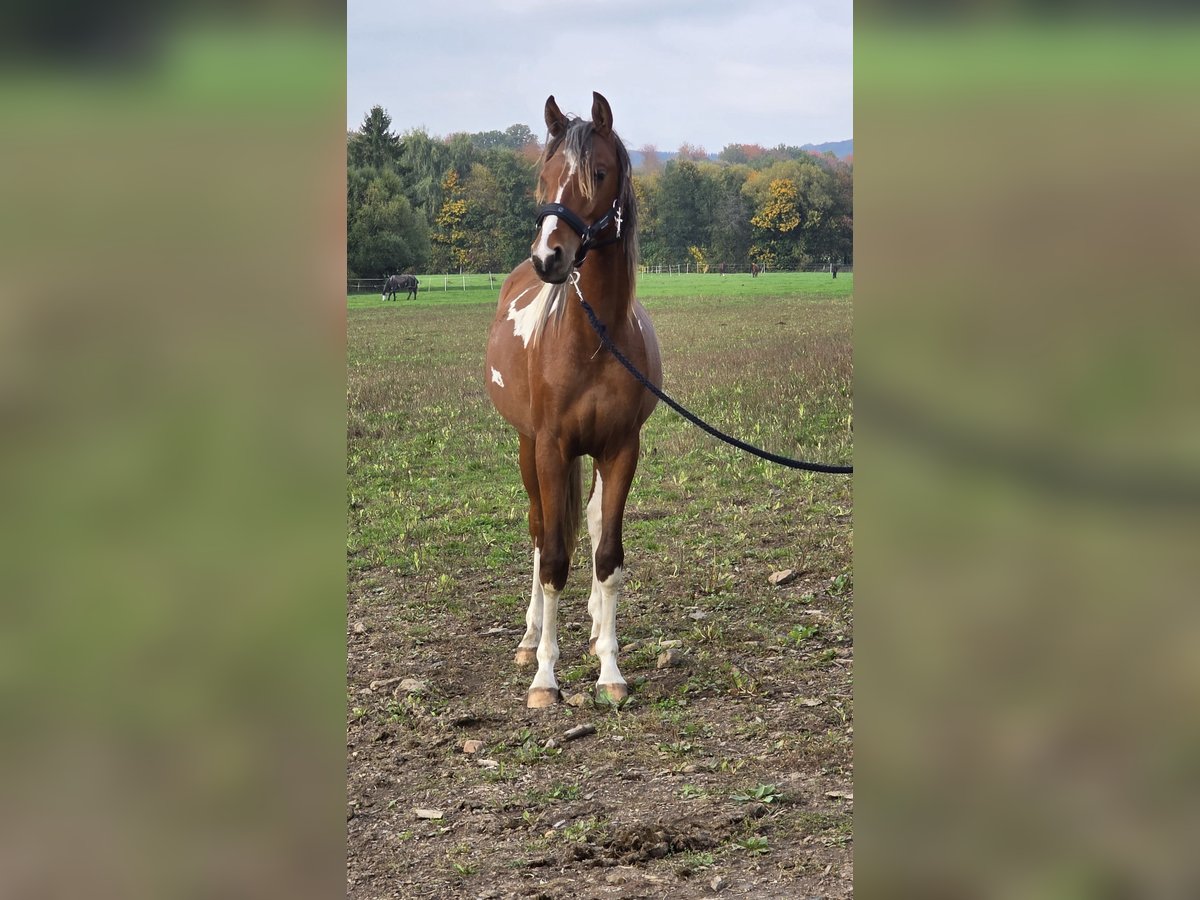 Arabisches Partbred Mix Hengst 1 Jahr 146 cm Tobiano-alle-Farben in Burbach