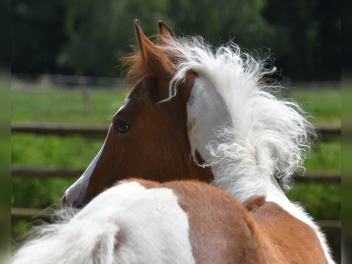 Arabisches Partbred Hengst 1 Jahr 152 cm Tobiano-alle-Farben in Mörsdorf