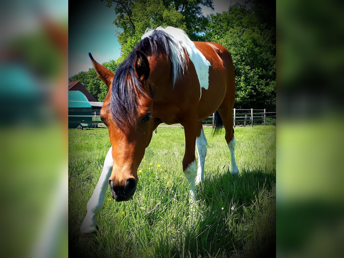 Arabisches Partbred Hengst 1 Jahr 153 cm Tobiano-alle-Farben in Sulingen