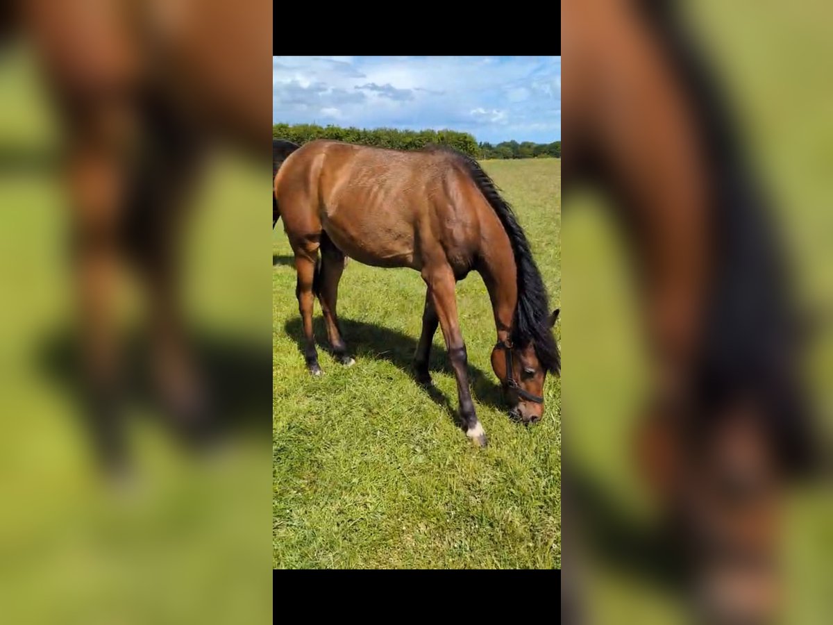 Arabisches Partbred Hengst 1 Jahr 155 cm Brauner in Neutesdorf