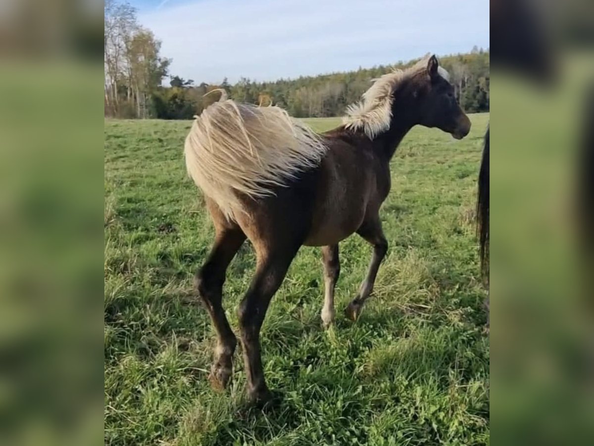 Arabisches Partbred Hengst 1 Jahr 156 cm in Haunetal
