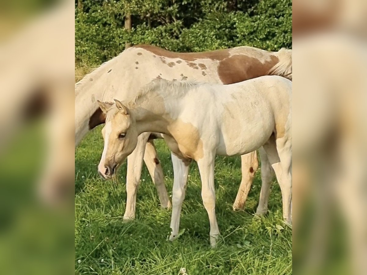 Arabisches Partbred Hengst 1 Jahr 156 cm Dunalino in Haunetal