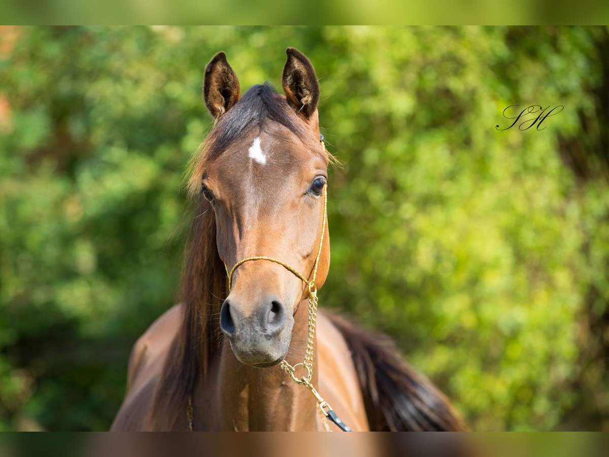 Arabisches Partbred Hengst 1 Jahr Brauner in Senst