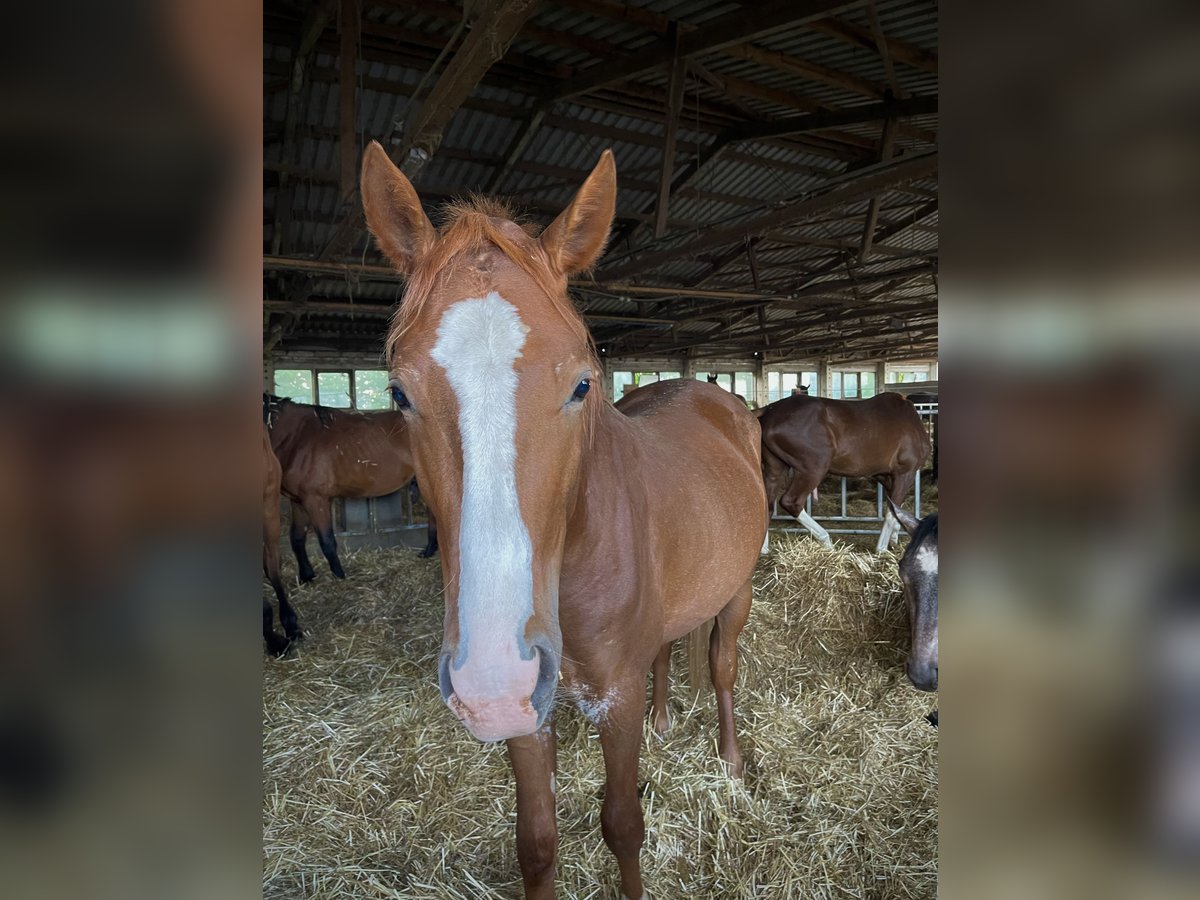 Arabisches Partbred Hengst 2 Jahre 150 cm Fuchs in Meisdorf