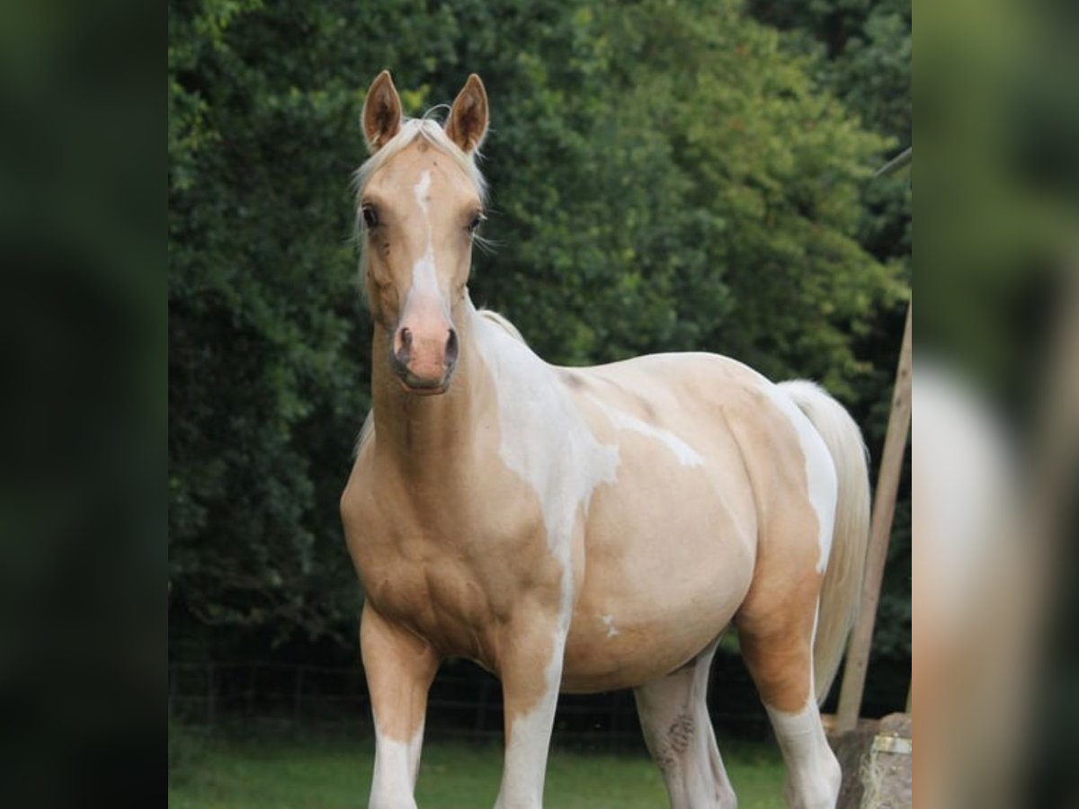 Arabisches Partbred Hengst 2 Jahre 162 cm Palomino in L&#xFC;dersdorf