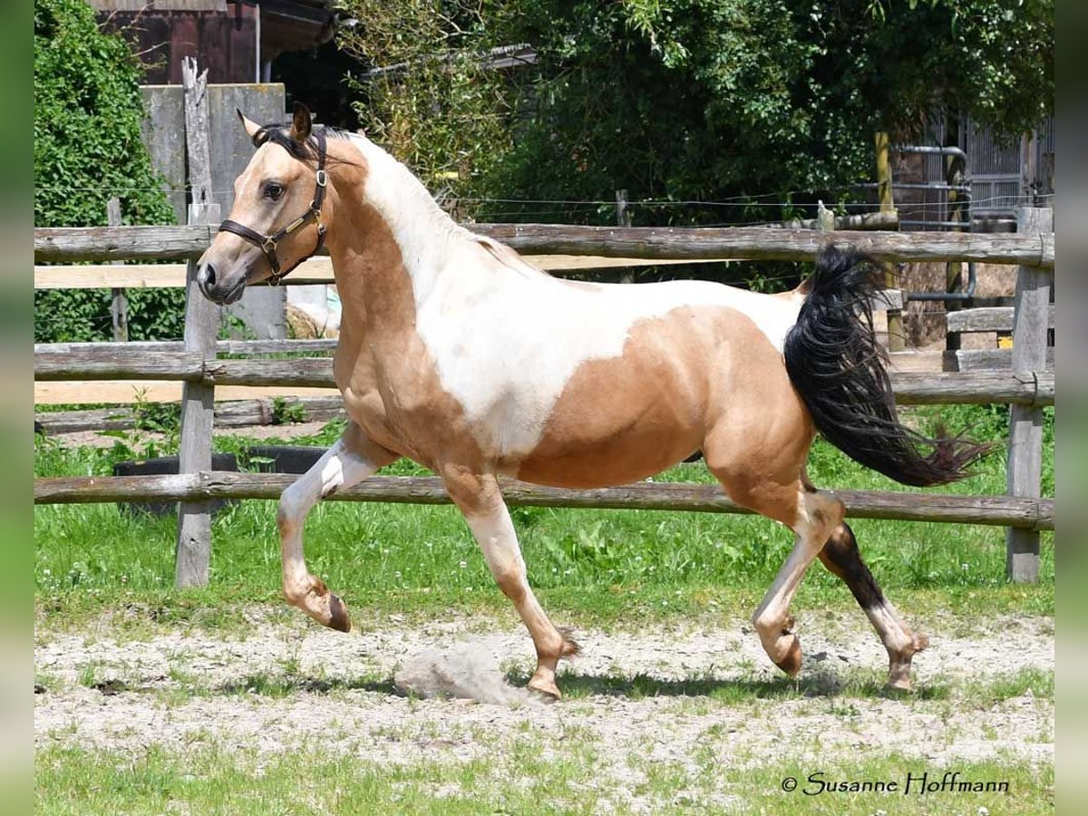 Arabisches Partbred Hengst 3 Jahre 153 cm Tobiano-alle-Farben in Mörsdorf