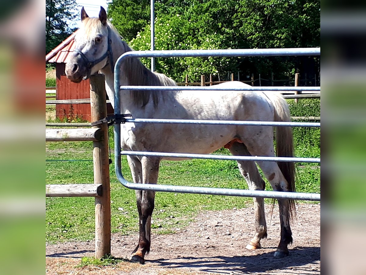 Arabisches Partbred Hengst 4 Jahre 148 cm Tigerschecke in Sulingen