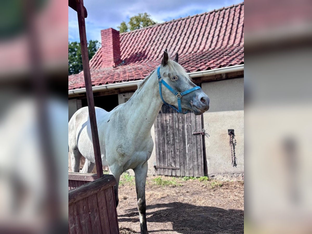 Arabisches Partbred Hengst 4 Jahre 150 cm Tigerschecke in Sulingen