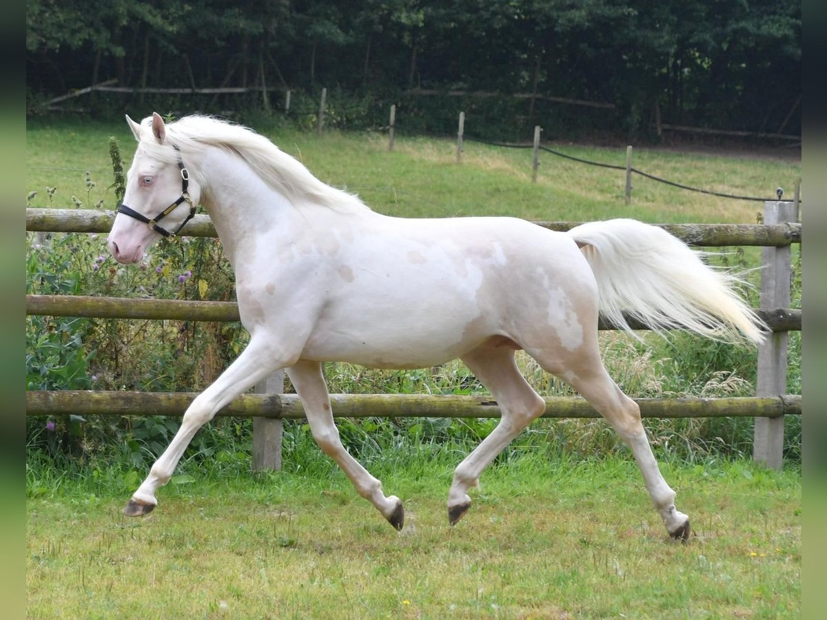 Arabisches Partbred Hengst 5 Jahre 156 cm Cremello in St&#xE4;fa