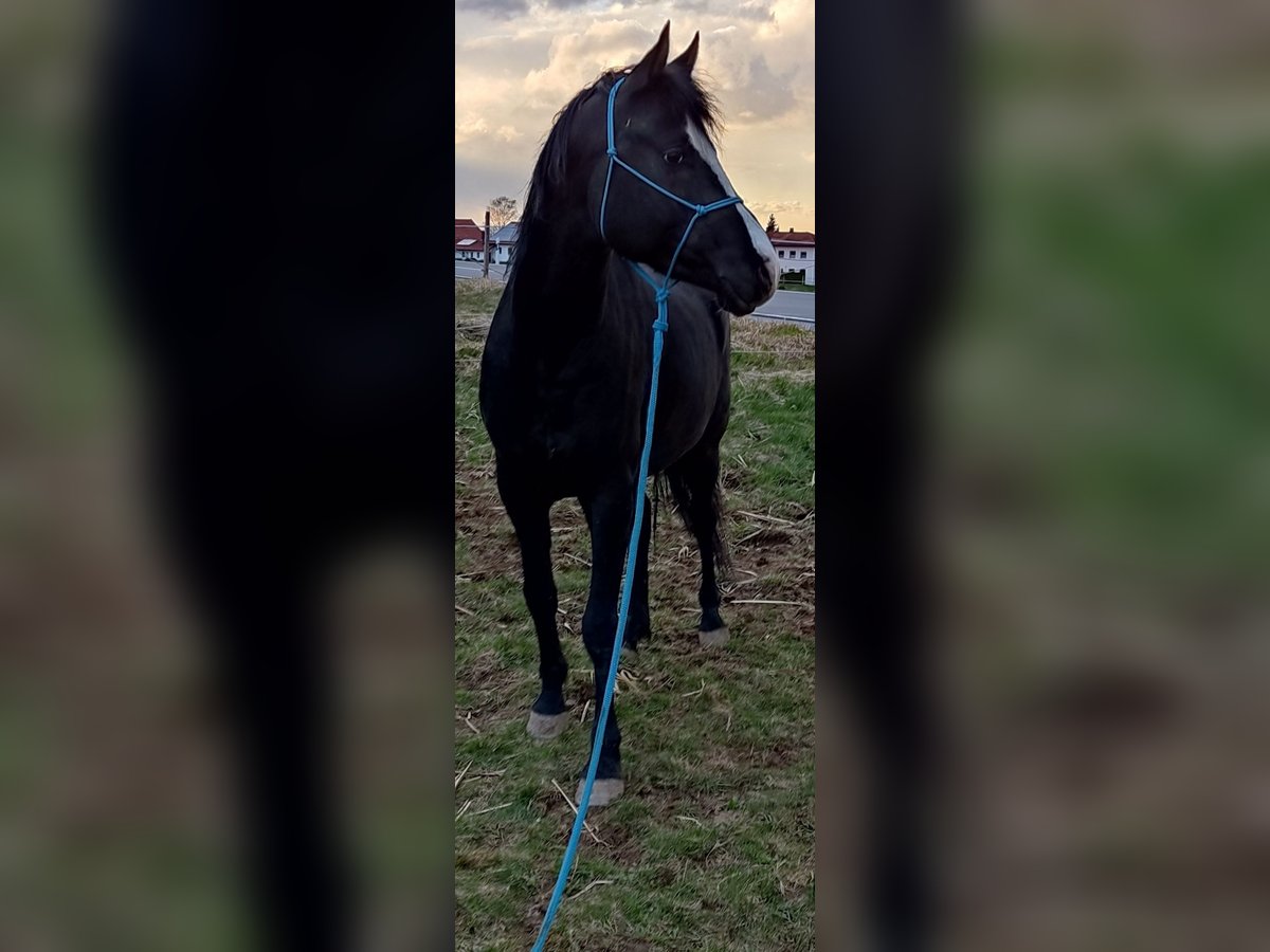 Arabisches Partbred Hengst 7 Jahre 153 cm Rappe in Obernzell