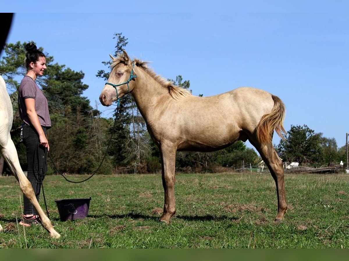 Arabisches Partbred Hengst Fohlen (02/2025) 150 cm Champagne in Goven
