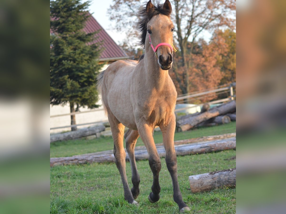 Arabisches Partbred Hengst Fohlen (04/2024) 152 cm Falbe in Reibers