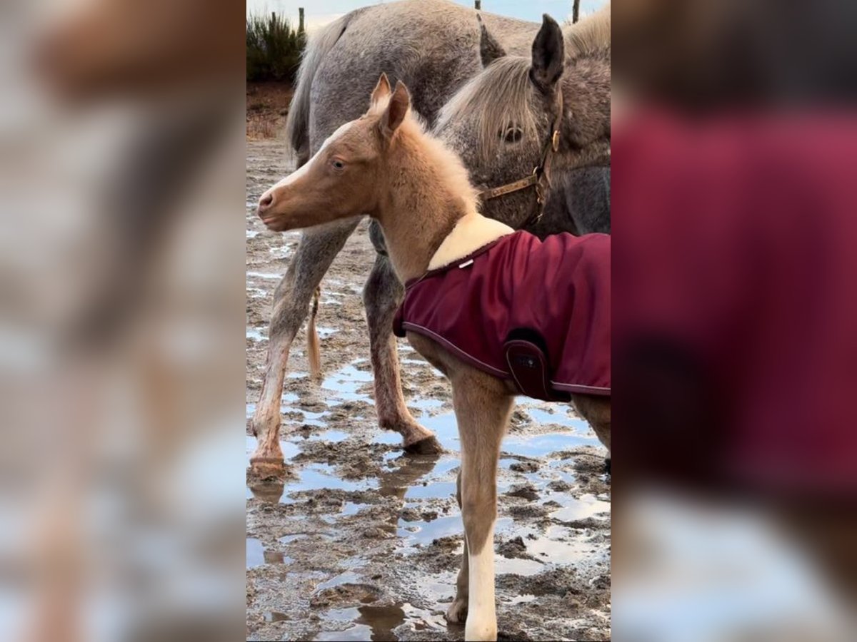 Arabisches Partbred Hengst Fohlen (03/2024) 154 cm Palomino in Féniers