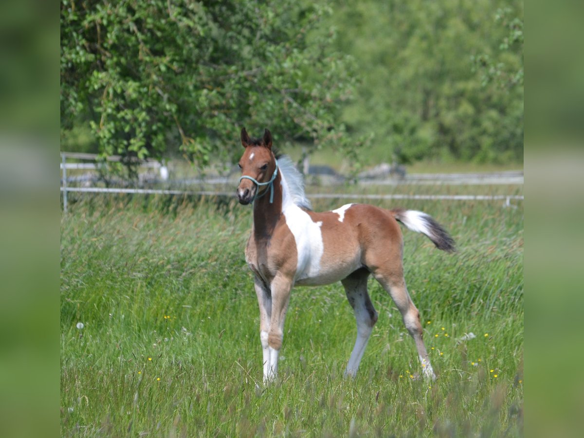 Arabisches Partbred Hengst  155 cm Schecke in Steinheim