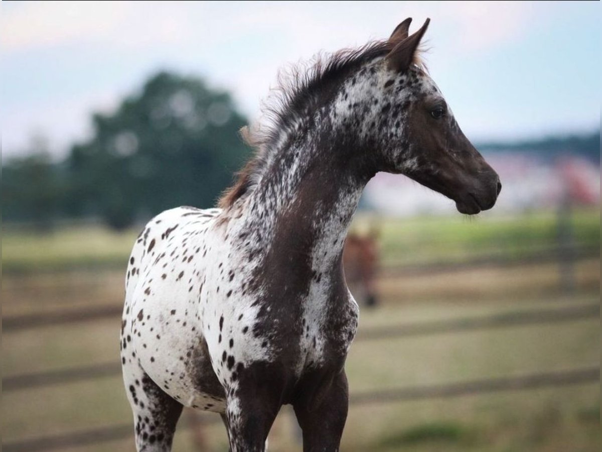 Arabisches Partbred, Hengst in Pastetten