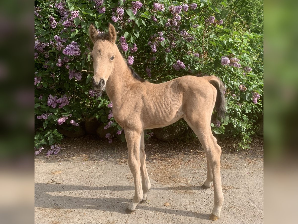 Arabisches Partbred Hengst Fohlen (01/2024) 160 cm Buckskin in Frelsdorf