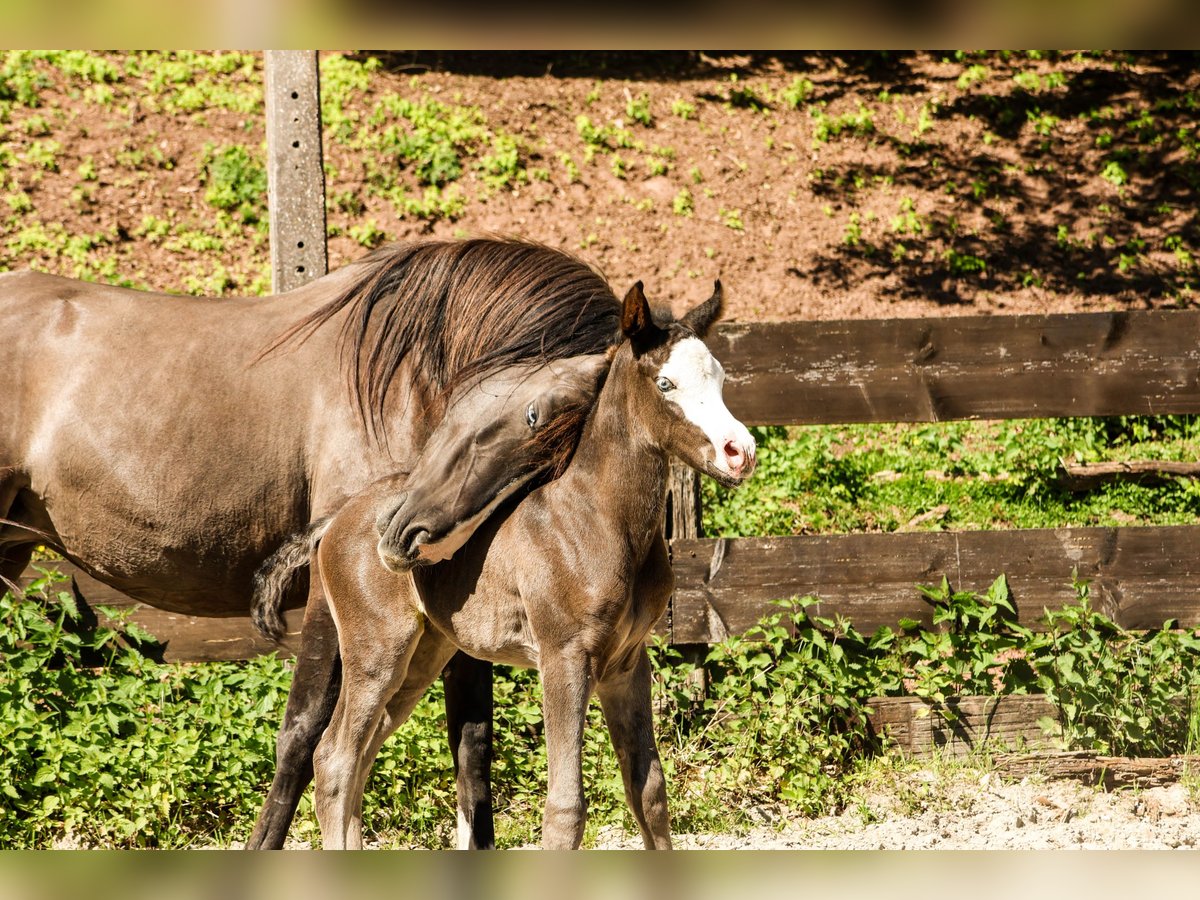 Arabisches Partbred Hengst  Rappe in Hultehouse