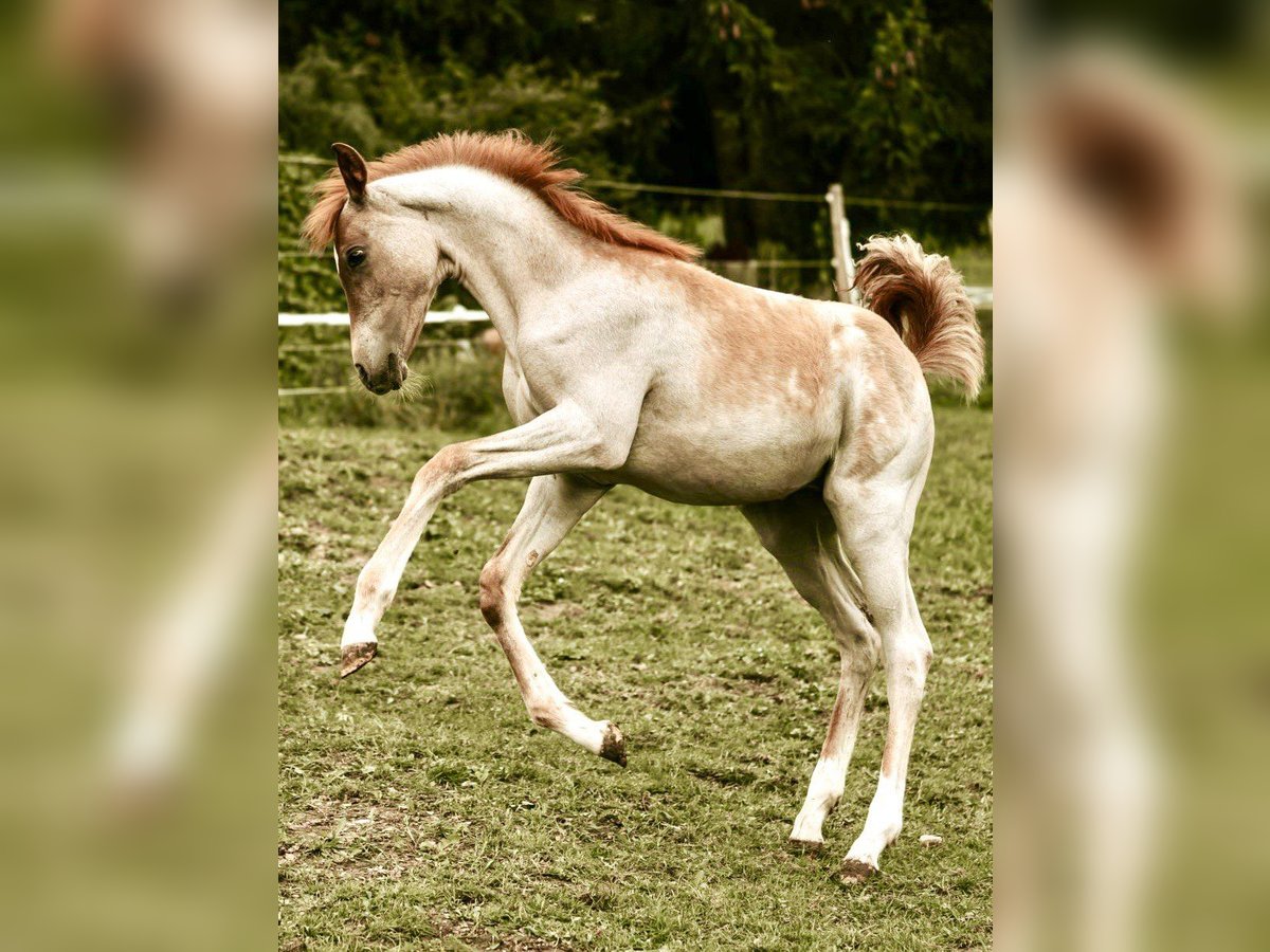 Arabisches Partbred Hengst Fohlen (04/2025) Roan-Red in Murgenthal