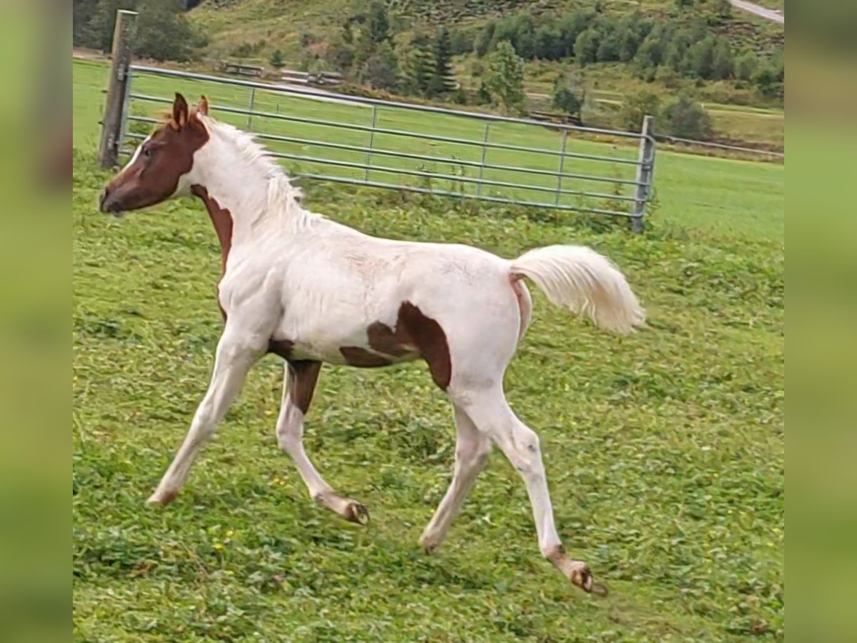 Arabisches Partbred Hengst Fohlen (04/2025) Schecke in Nesselw&#xE4;ngle