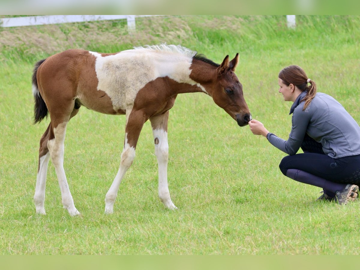 Arabisches Partbred Hengst Fohlen (04/2024) Schecke in Bad Oldesloe