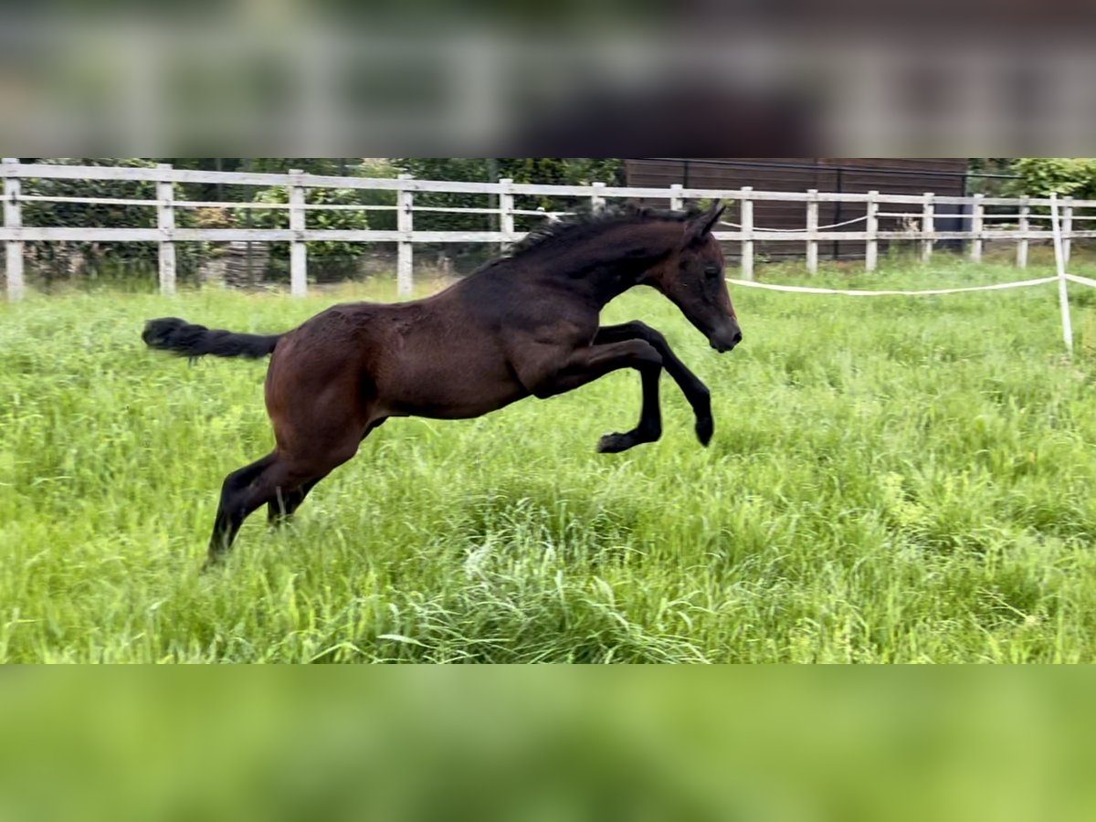 Arabisches Partbred Hengst Fohlen (05/2024) Schimmel in Panningen