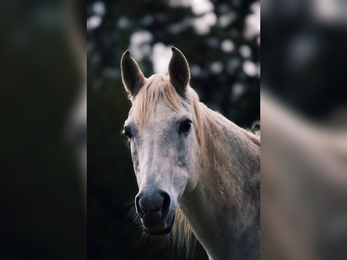 Arabisches Partbred Stute 10 Jahre 150 cm Braunfalbschimmel in Ibbenbüren