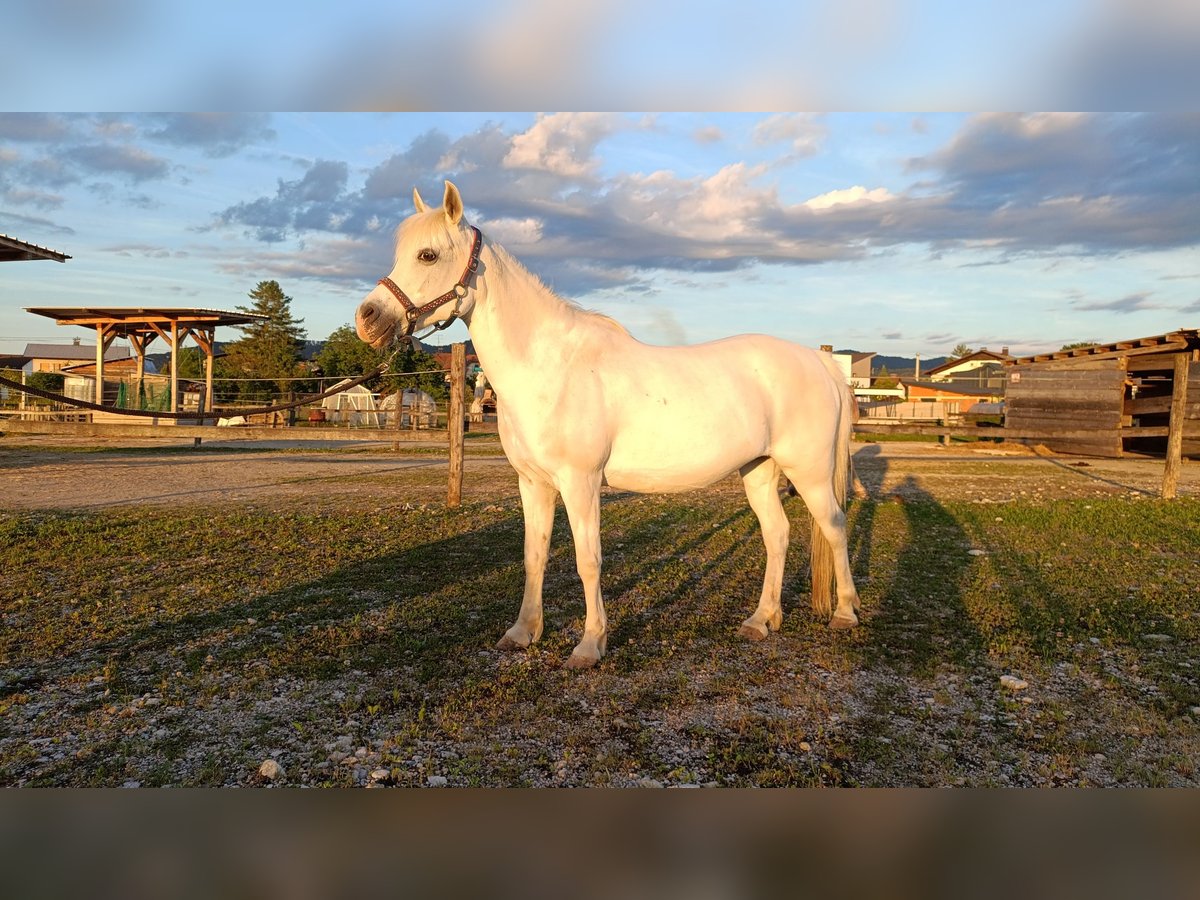 Arabisches Partbred Stute 11 Jahre 135 cm White in Ljubljana