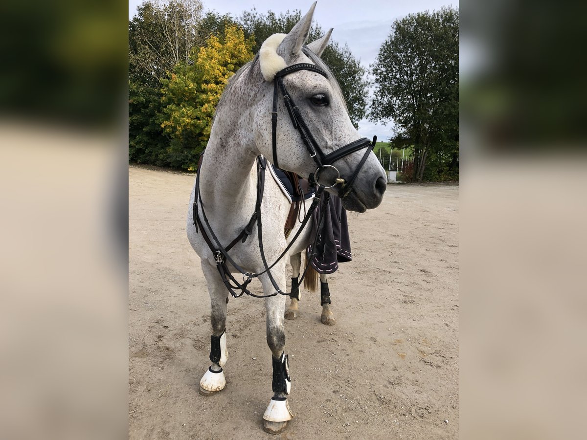 Arabisches Partbred Stute 12 Jahre 164 cm Fliegenschimmel in Mainburg