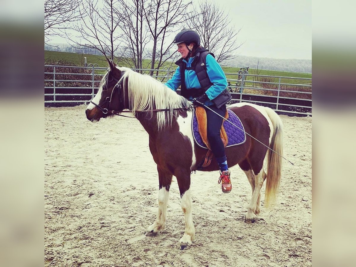 Arabisches Partbred Stute 14 Jahre 153 cm Tobiano-alle-Farben in Einbeck