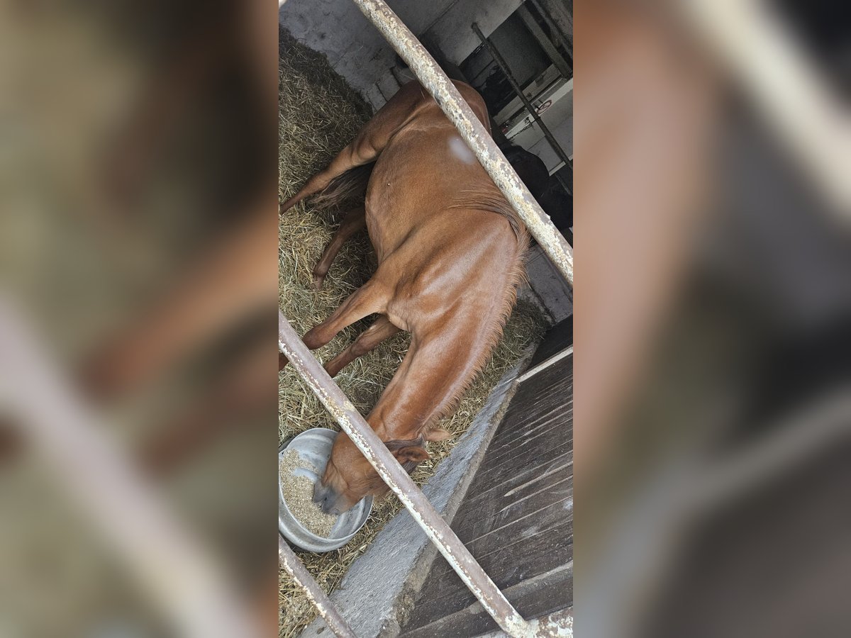 Arabisches Partbred Stute 1 Jahr 153 cm Fuchs in Obersimten