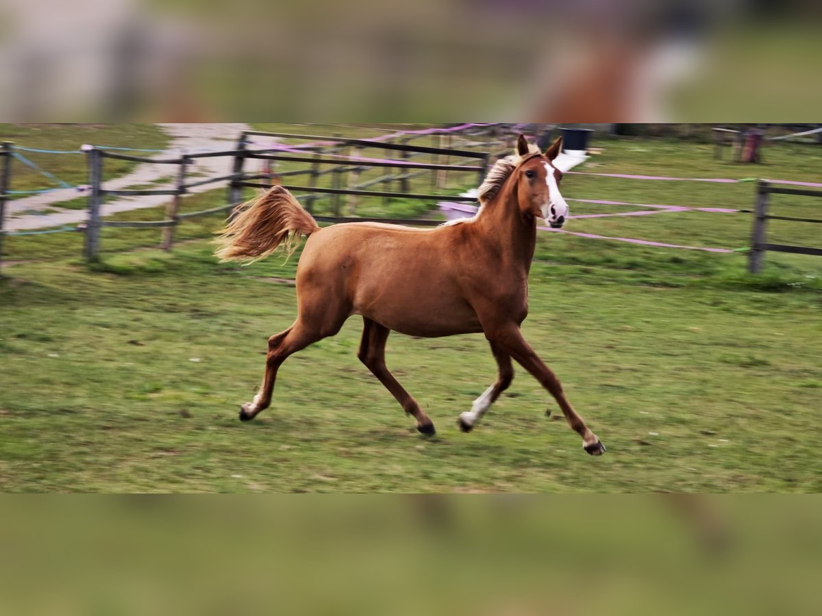 Arabisches Partbred Stute 1 Jahr Fuchs in Kladruby