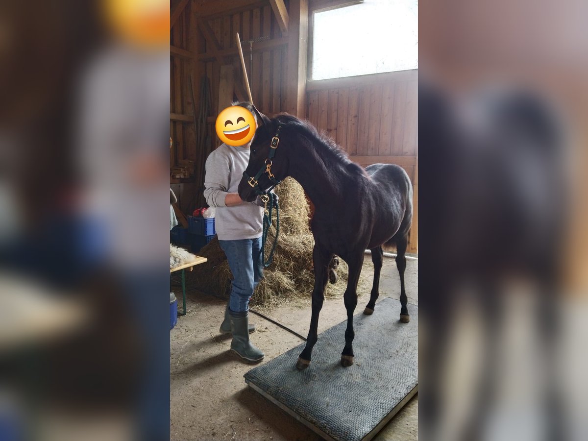 Arabisches Partbred Stute 1 Jahr Rappe in St. Georgen/Y.