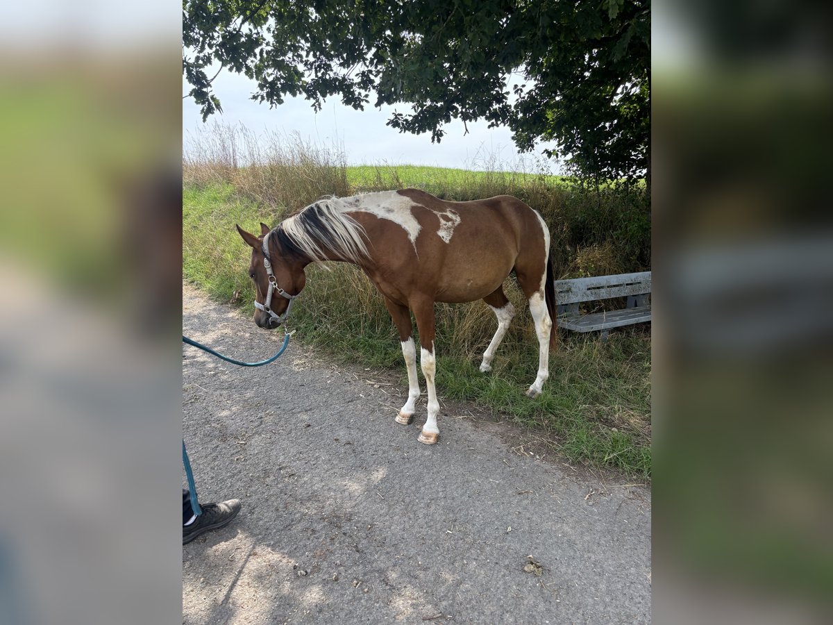 Arabisches Partbred Stute 2 Jahre 152 cm Tobiano-alle-Farben in H&#xF6;ringen