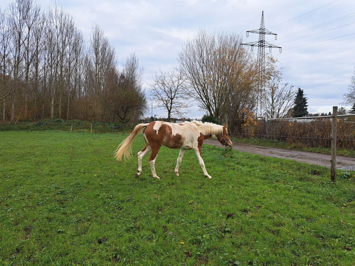 Arabisches Partbred Stute 2 Jahre 155 cm Schecke in Bretten