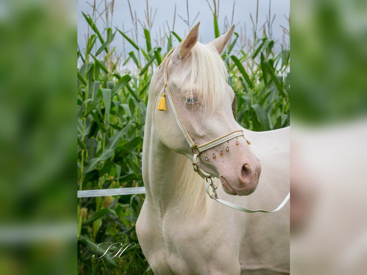 Arabisches Partbred Stute 2 Jahre 158 cm Cremello in Hagendorn