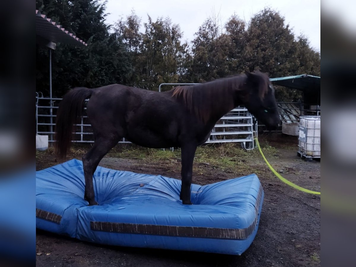 Arabisches Partbred Stute 2 Jahre 158 cm in Bad Endbach