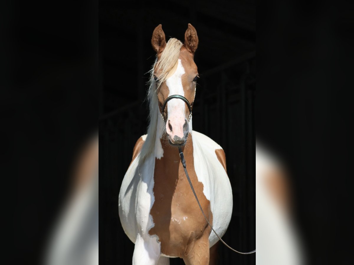 Arabisches Partbred Stute 2 Jahre 163 cm Schecke in Bad Oldesloe