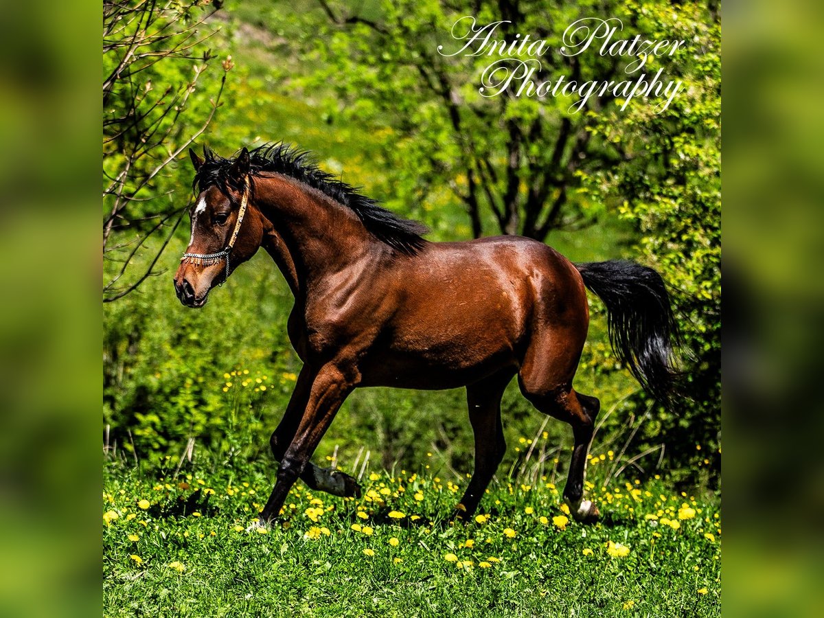 Arabisches Partbred Stute 2 Jahre Dunkelbrauner in Rauris