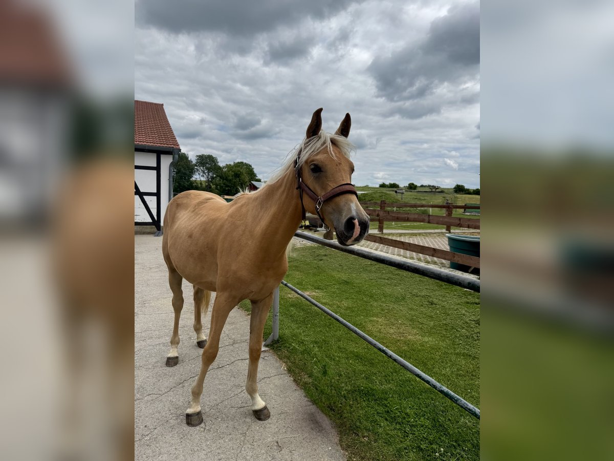 Arabisches Partbred Stute 2 Jahre Palomino in Jena