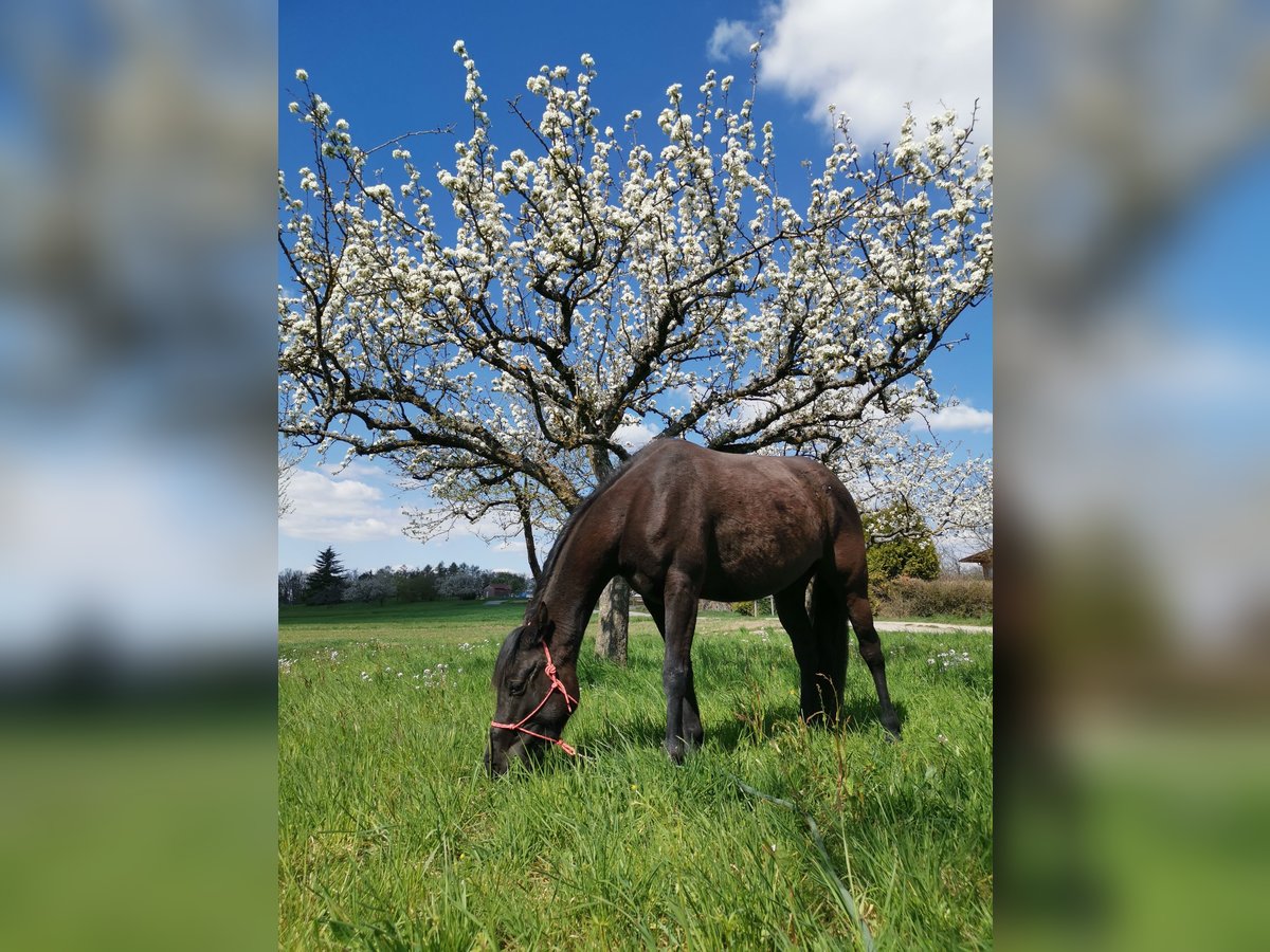 Arabisches Partbred Stute 3 Jahre 148 cm Rappe in Berglen