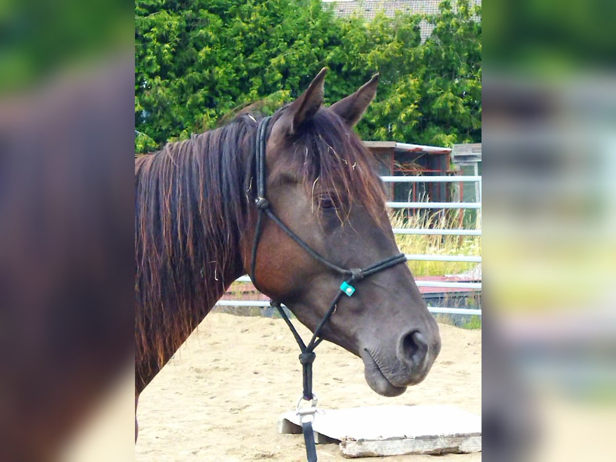 Arabisches Partbred Stute 3 Jahre 158 cm Falbe in Bad Endbach